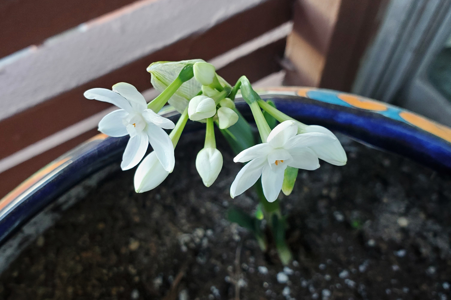 Paperwhites blooming at the very end of February