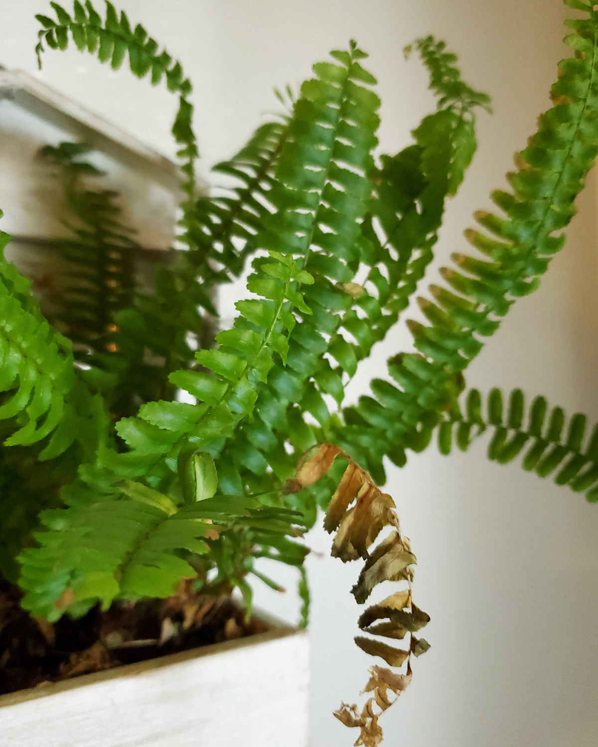 A Boston Fern that needs to be moved to a new pot. Some of the leaf tips are beginning to brown