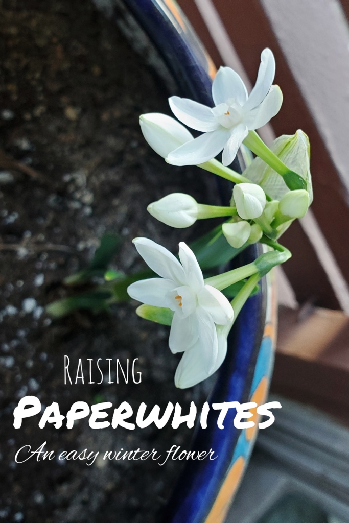 Check out the guide to find out the easy way to raise paperwhites!