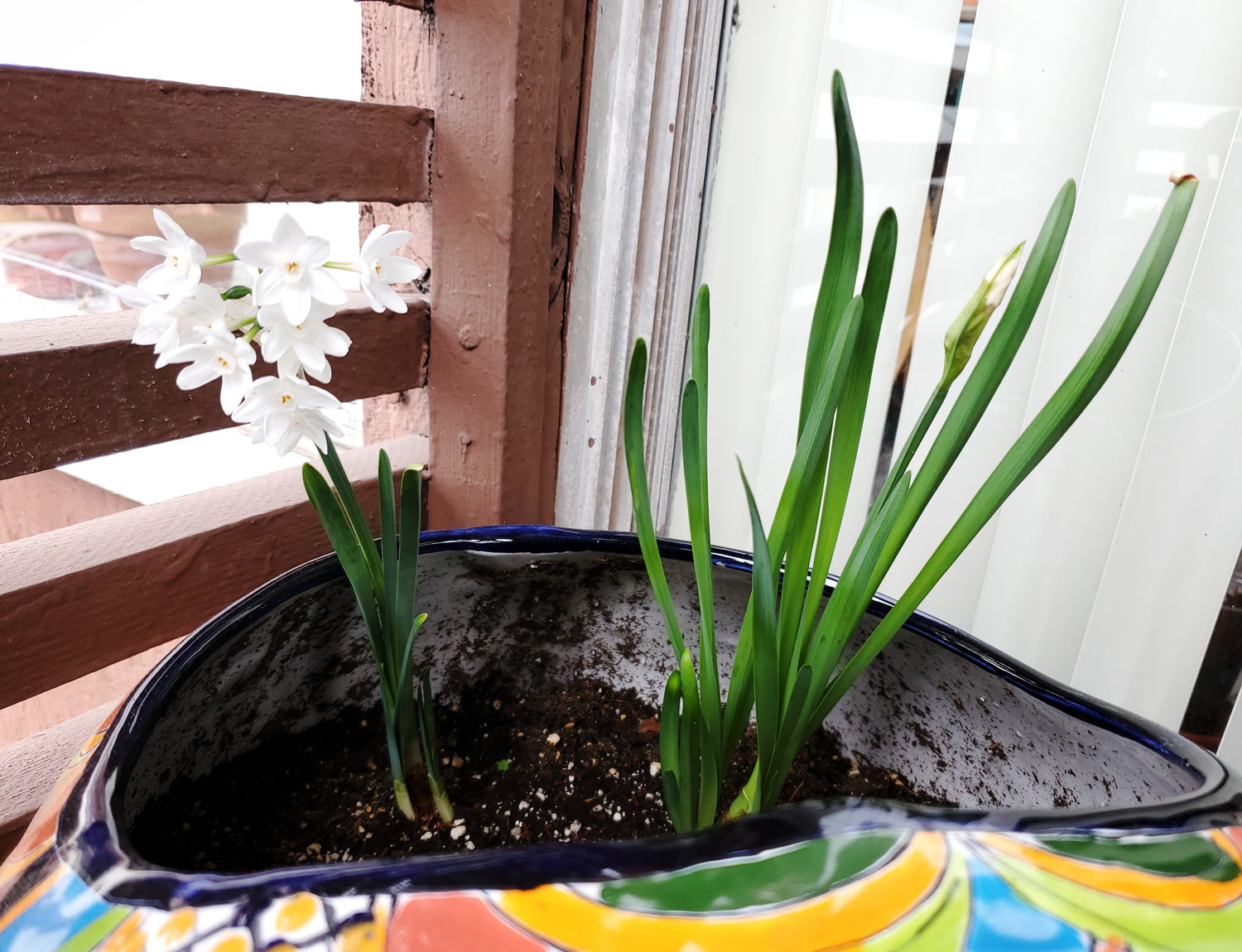 A pair of paperwhites growing strong into spring!