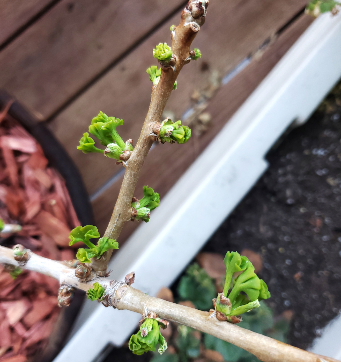 The Ginkgo is forming bursts of new leaves as Spring gets underway