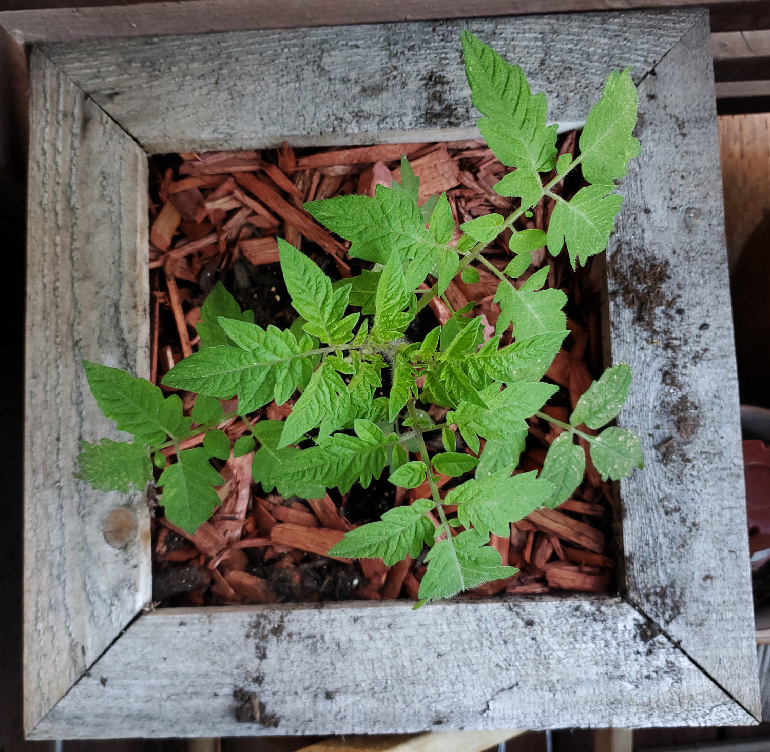 The tomato plant is finally starting to take off