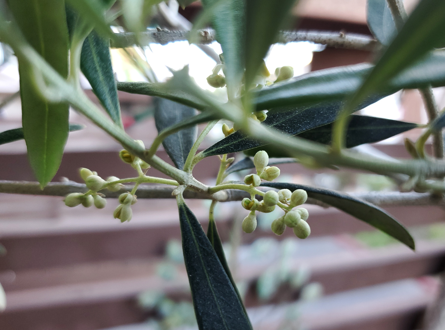 Some of the olive tree blooms are opening up